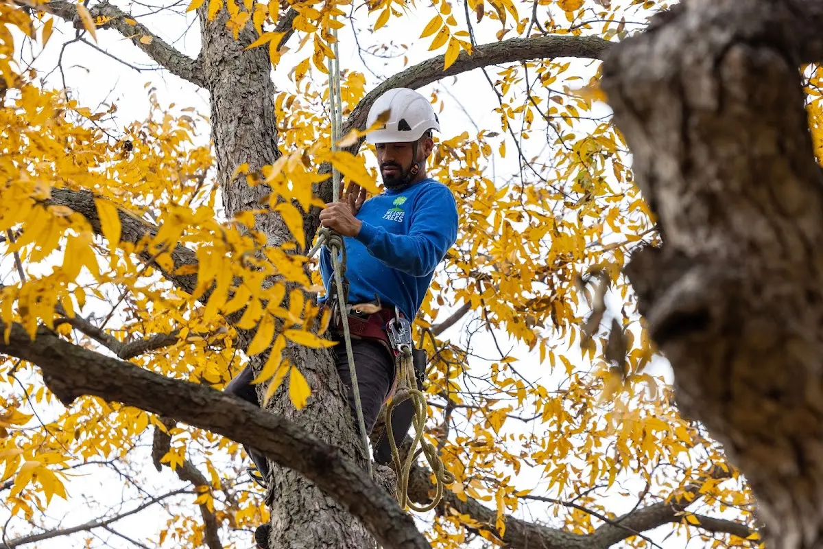 Skilled Storm Damage Cleanup crew working in West Burlington